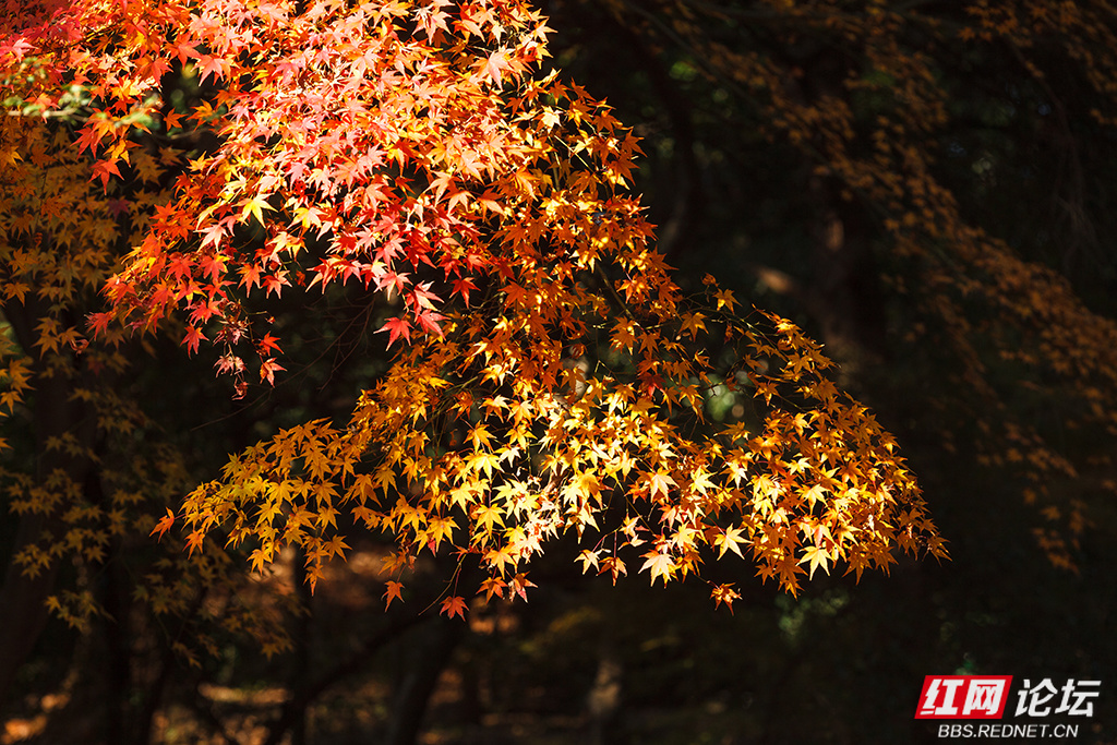 华野四纵2.jpg 华野四纵2.jpg