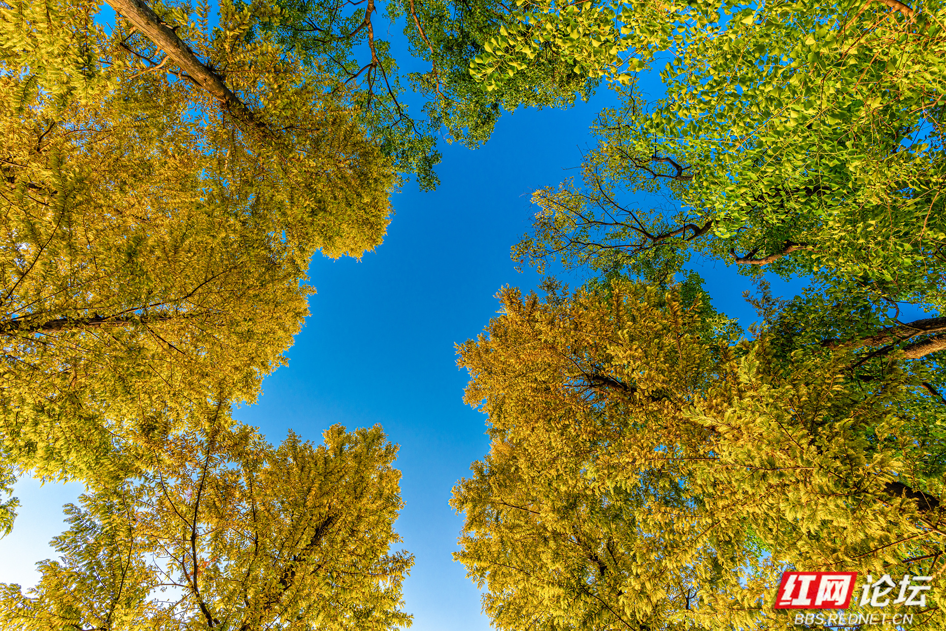 迷底摄影后湖秋天2.jpg 迷底摄影后湖秋天2.jpg