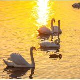 散文丨谭伟平:萦绕于心的那香海