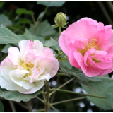 散文丨若瑜:芙蓉花开