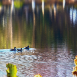 芙蓉·诗歌丨刘舰平：咏叹无声