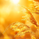 诗歌时刻丨陶藜:我自黄昏坠落,在梦的边境拾起半片月光