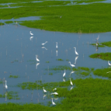 生态文学丨杨志宏：洞庭美如画