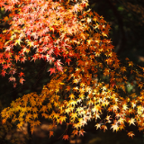 诗评丨蒋新建:暗夜栖诗心 烟火藏风雅