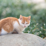 随笔丨洪樱:与一只猫的冬日对望