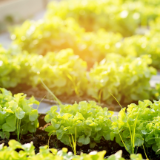 芙蓉·诗歌丨三色堇：种植园（组诗）