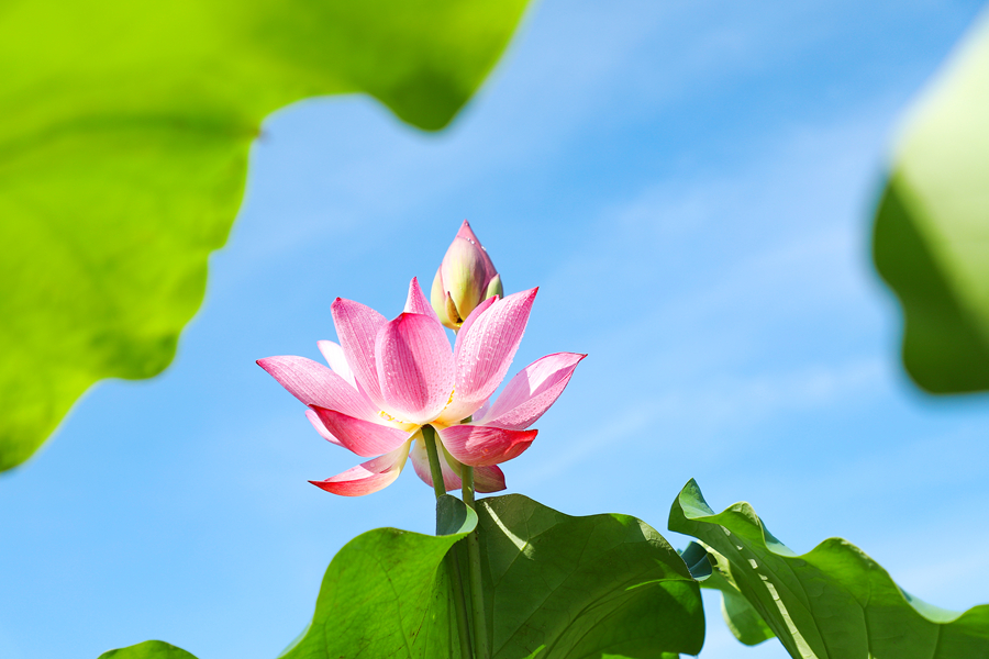 千库网_夏天清晨荷花荷叶花瓣摄影图配图_摄影图编号575804_副本.jpg 千库网_夏天清晨荷花荷叶花瓣摄影图配图_摄影图编号575804_副本.jpg