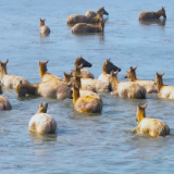 芙蓉·小说丨别鸣:麂角触地时