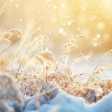 随笔丨张毅龙:冬笺