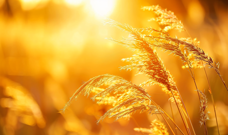 千库网_日出阳光下的秋意草丛_摄影图编号20600694_副本.png 千库网_日出阳光下的秋意草丛_摄影图编号20600694_副本.png