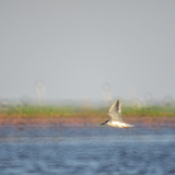 芙蓉·散文丨傅菲:鹧鸪飞