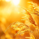 随笔丨洪樱:炉火旁,听时间慢慢烧成灰