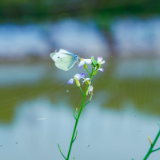 陈龙江：石浆河，我的乡愁