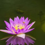 散文丨李旭：周敦颐的心莲