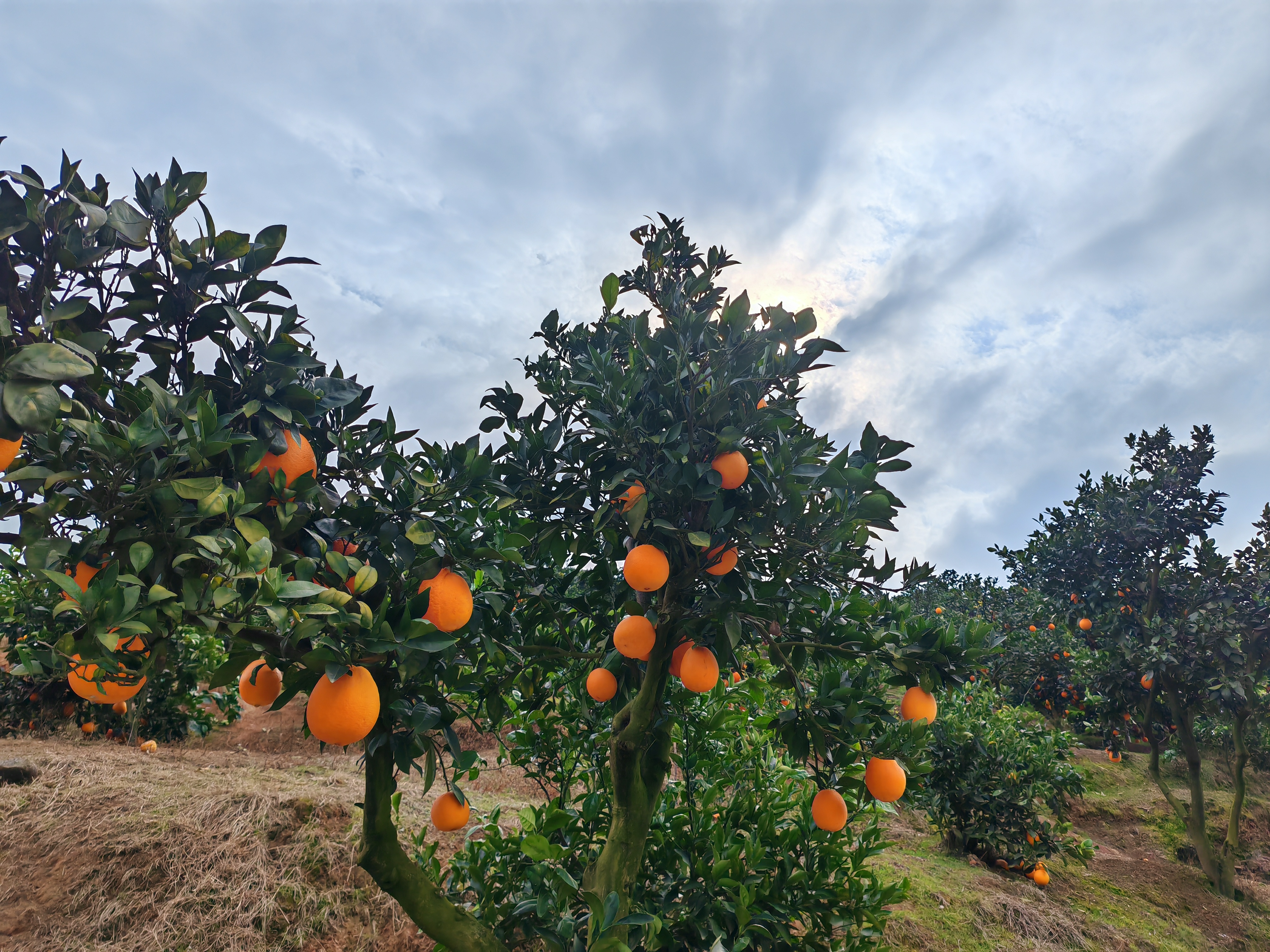 WechatIMG26858.jpeg WechatIMG26858.jpeg