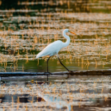生态文学丨周钟声：湖里（节选）