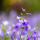 芙蓉·小说丨草树：楔子