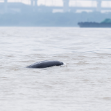 生态文学丨张洁：从白鱀豚的消失到长江的新生