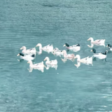 生态文学丨吴添春:河流追问