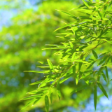 随笔丨张毅龙:竹影摇书案