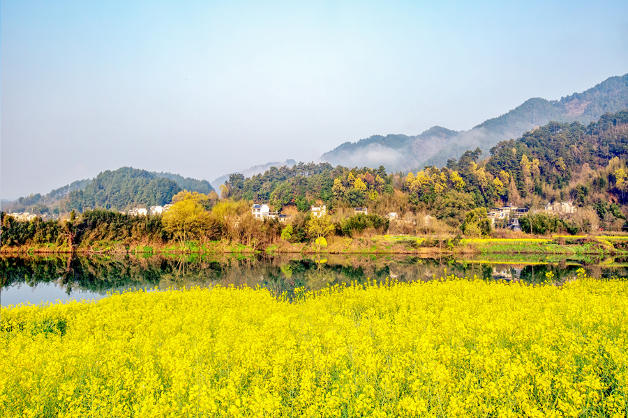 千库网_春季旅游清晨油菜花山区摇动摄影图配图_摄影图编号237414_副本.jpg