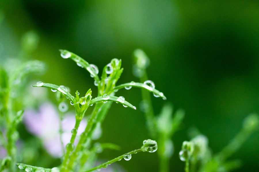 千库网_雨水节气春天立春满天星室外雨水摄影图配图_摄影图编号153717_副本.jpg