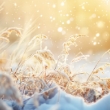 诗词丨芳菲：一任弦歌广陵客，弹落桃花雪
