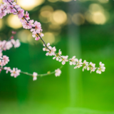 诗词丨不信落桃天外物，陶公田里育枝苗