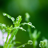 生态文学丨杨松林：植此青绿