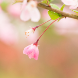生态文学丨陈雪梅：那年海棠正芳菲