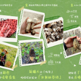 携程清明出游图鉴：市集walk、挖野菜搜索量大涨50%