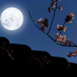 生态文学丨谢德才：七星山的夜