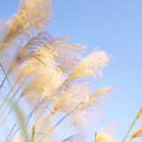 芙蓉·小说丨王哲珠：熬粥