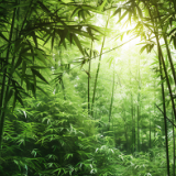 生态文学丨田玉芳：老屋后的那片竹林