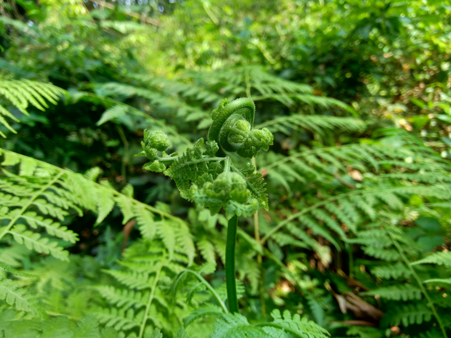 千库网_具有自然背景的绿色蕨类植物（Polypodiopsida、paku、pakis、Polypodiophyta）。_摄影图编号15352825_副本.jpg