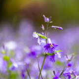 芙蓉·诗歌丨程杨松：寸微之地