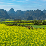 散文丨郭建中：父亲的油菜花田