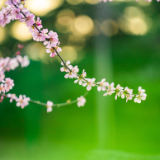 生态文学丨小乙、贤华：人间四月桃花山