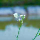 芙蓉·小说丨裘山山：绿挎包