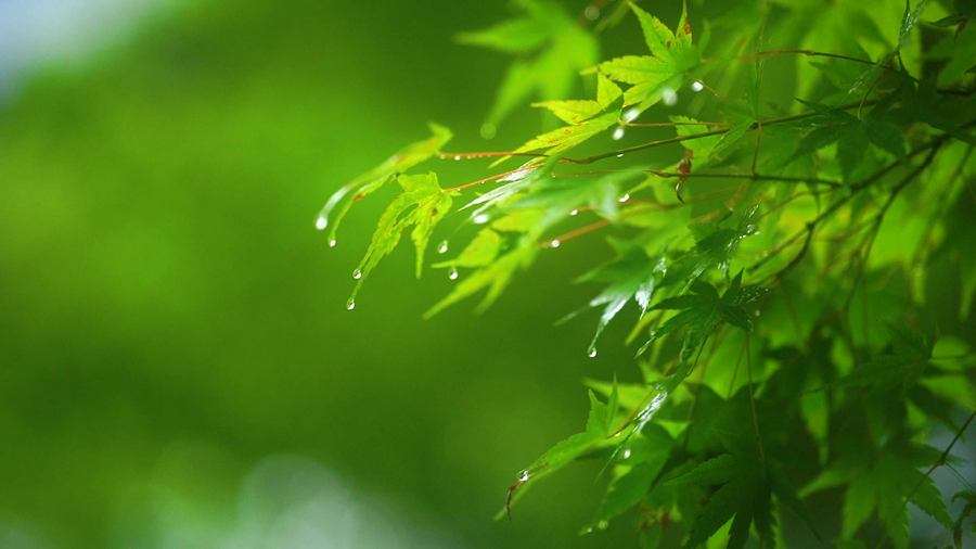 千库网_实拍唯美雨后树叶上的雨滴自然风景_摄影图编号20415584_副本.jpg