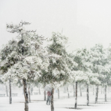 芙蓉·散文丨龚曙光：冰雪劫