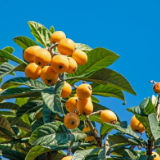 生态文学丨屈芳芳：树上枇杷果黄
