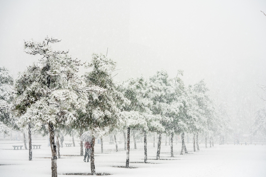 千库网_下雪白天雪松野外下雪摄影图配图_摄影图编号157894_副本.jpg