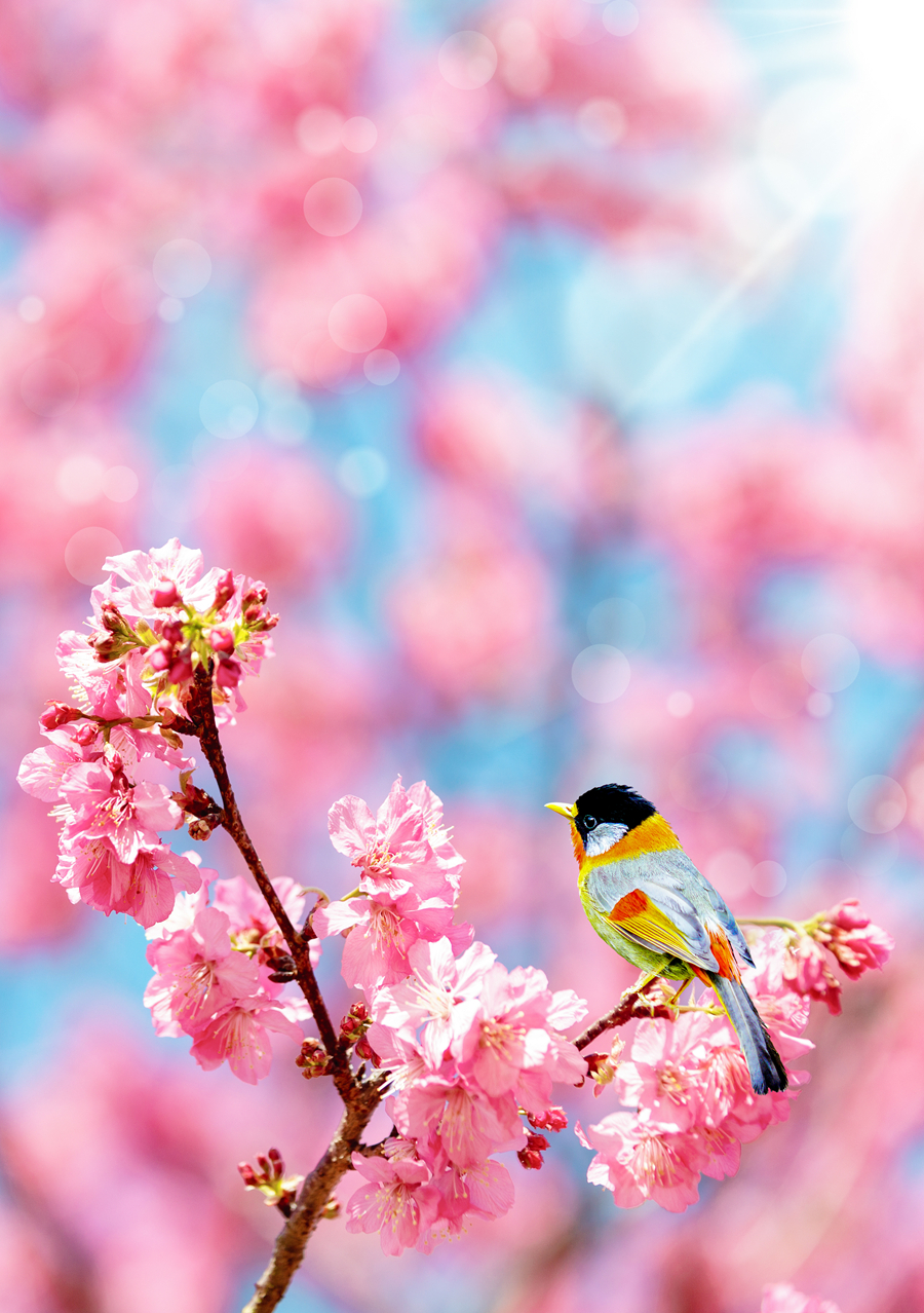 千库网_樱花相思鸟春天樱花鸟儿粉色樱花风景摄影图配图_摄影图编号271462_副本.jpg