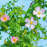生态文学丨杨曾辉：童年的野蔷薇