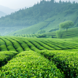 随笔丨张远文：雷公尖茶赋