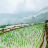 生态文学丨邓建华：回家的禾花鱼