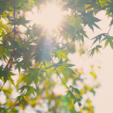 生态文学丨南翔：禾雀花上的麻雀（节选）