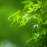 散文丨刘道云：檵木花开