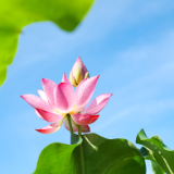 芙蓉·小说丨老藤：自愈者